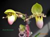 Paphiopedilum pinoccio 